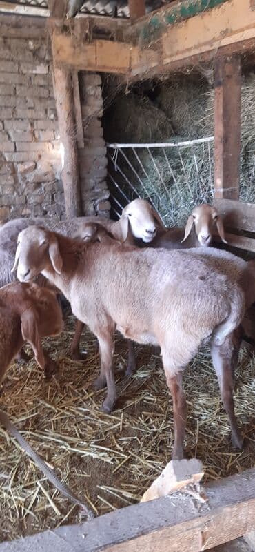 домашние птицы: Продаю | Овца (самка) | Для разведения | Матка — 2