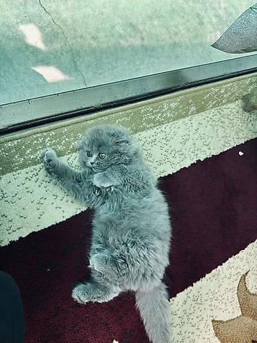рэгдолл кошка купить: Шотландские вислоухие и прямоухый(Scottish Fold), окрас блю — 3