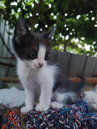 Отдадим котят в хорошие руки. ласковые, дружелюбные, чистоплотные — 3