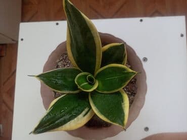 Сансевиерия трёхполосная