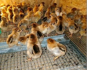 Животные: Продаю | Инкубационные яйца, Петух, Куры | Кучинская | На забой, Для разведения, Несушки — 1