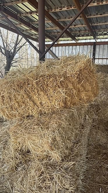 А/ч жаныбарлары үчүн тоюттар: Солома в тюках из-под зерновых культур (мелкие прямоугольные кипы). - — 2