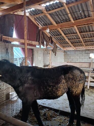 немецкий шпиц цена: Продаю | Кобыла (самка) — 1