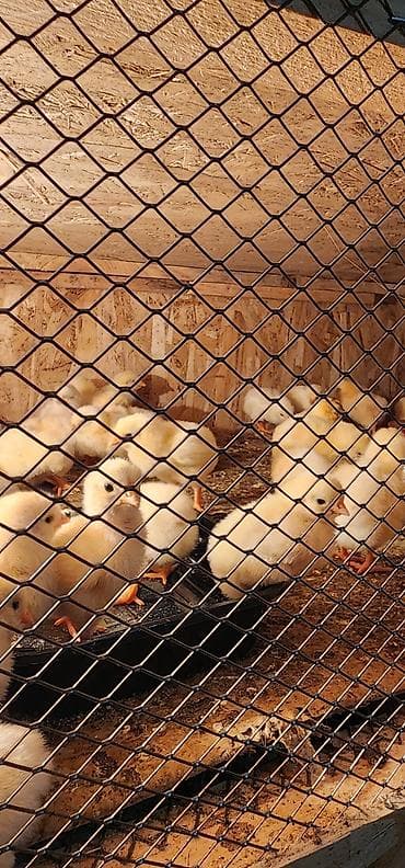 куплю корм для животных: Продаю | Цыплята | Бройлерная | На забой — 4