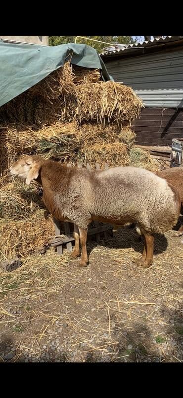 сколько стоит корова в кыргызстане 2023: Кочкор сатылат 3 жаш — 3