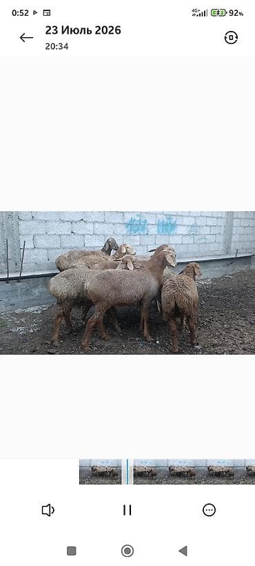 где можно взять кошку: Продаю | Овца (самка) | Для разведения — 2