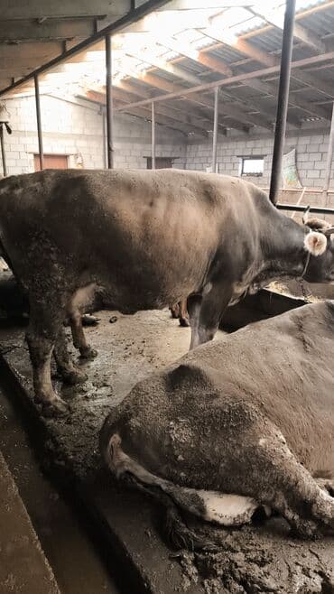 Паркет: Сатам | Уй (ургаачы) | Алатоолук | Сүт алуу үчүн | Байланган — 2