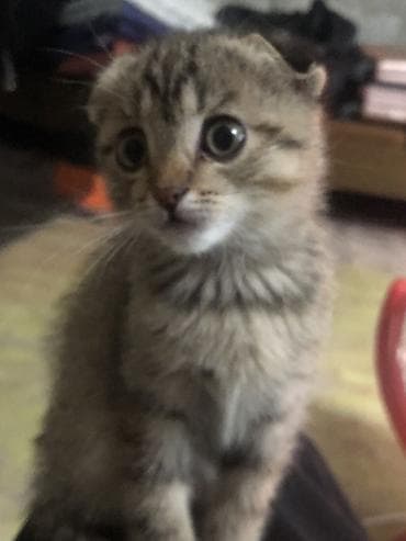 коричневый кот: Скотиш Фолд (Шотландская вислоухая), 3 месяца, Девочка, Серый, Приучена к лотку — 6