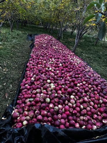купить сейф бу в бишкеке: Яблоки Превосходное, В розницу — 2