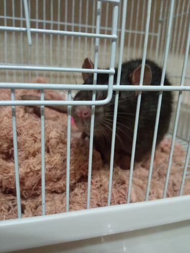 хомяки с клеткой: Продам крыску 1 год и 2 месяца с клеткой !!!!!!1000 сом — 2