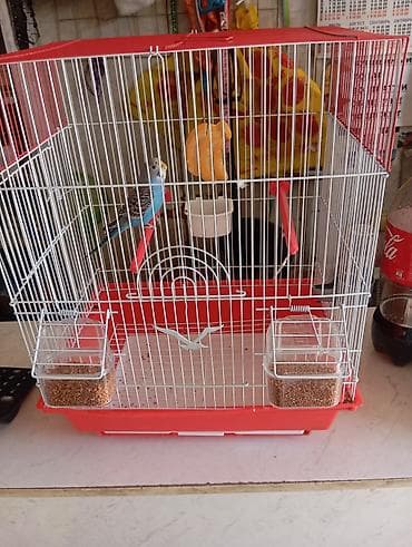 фазан бишкек: Продаётся попугайчик, мальчик 🦜 Вместе с клеткой. Активный и красивый — 3