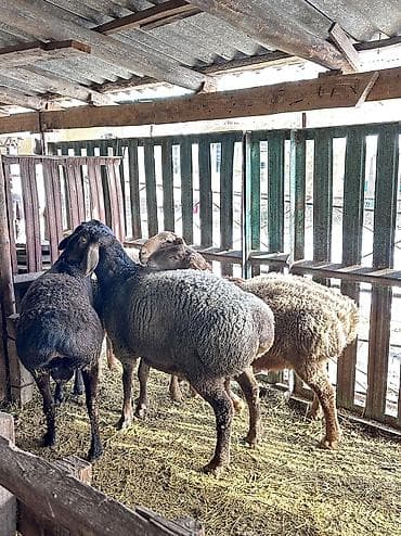 Продаю | Баран (самец) | На забой | Племенные, Осеменитель