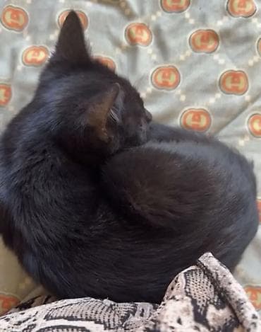 купить камышового кота: Ласковые домашние кошки — идеальные компаньоны для дома. - Окрас — 5