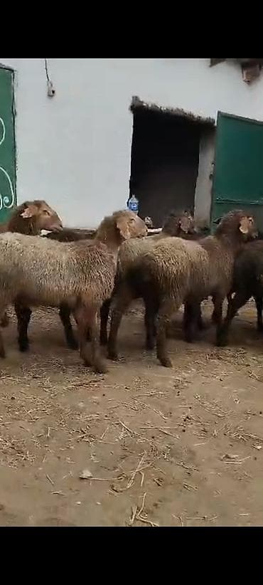 хаски сабака: Продаю | Овца (самка) | Для разведения | Матка — 2