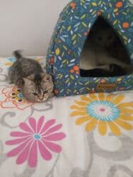 отдам даром вислоухого котенка: 3 айлык, Ургаачы, Курттардан тазаланган — 2