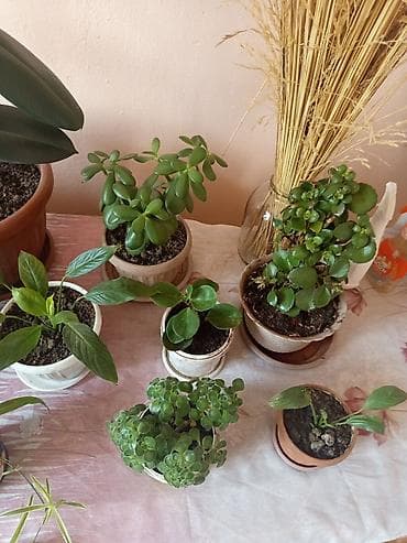 другие: Комнатные растения в горшках Предлагаются комнатные растения на — 8