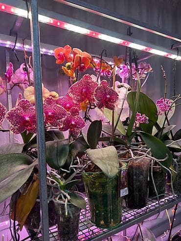 корзина для цветов: Продам орхидеи! Прекрасные фаленопсисы с яркими, здоровыми цветами — 1