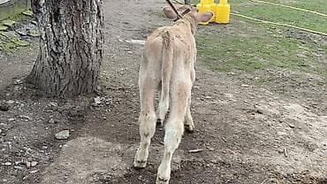 пш метр: Сатам | Бука (эркек), Кунаажын | Бордоп семиртүү үчүн | Байланган — 7