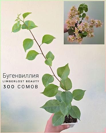 отдам даром комнатные цветы: 🌿 Комнатные растения/цветы (детки/молодые растения). 🪴 Названия и цены — 6