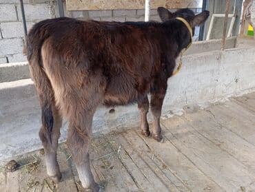 Иттер: Сатам | Уй (ургаачы), Кунаажын, Музоо | Швиц, Абердин-ангус | Бордоп семиртүү үчүн, Көбөйтүү үчүн, Сүт алуу үчүн | Асыл тукумдуу — 1