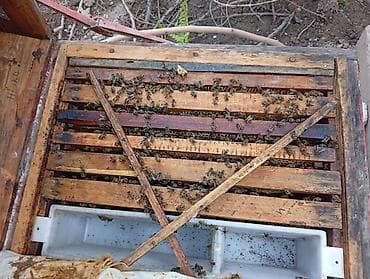 Продаются пчелосемьи количество 30 штук в местом с ящиками цена