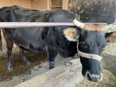 сколько стоит собака породы доберман: Продаю | Корова (самка) | Швицкая | Для молока | Искусственник — 1