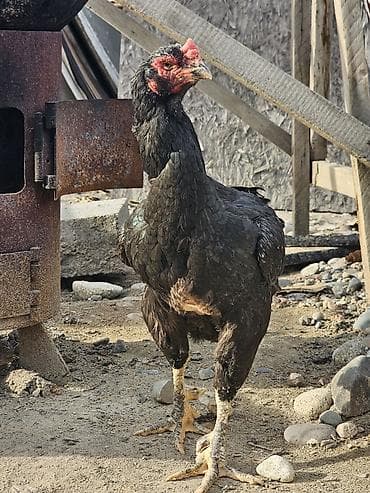 петухи: Продаю | Цыплята | Бойцовая, Дакан | Для разведения — 10