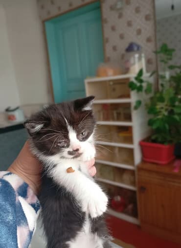 собака продажа: Бирманская, 2 месяца, Мальчик, Приучена к лотку — 1