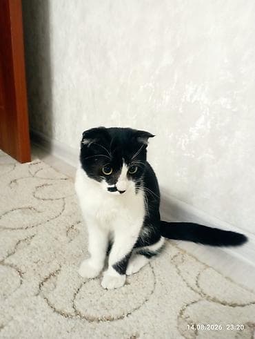 Кошка даром: Скотиш Фолд (Шотландская вислоухая), Мальчик, Приучена к лотку — 2