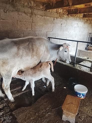 молоко воз: Продаю | Корова (самка) | Полукровка | Для молока | Привязанные — 2