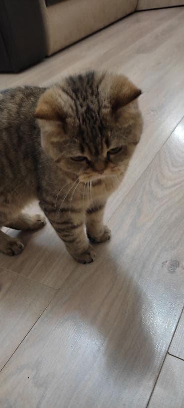 саванна кошка цена: Скотиш Страйт (Шотландская прямоухая), 1 год, Девочка, Приучена к лотку — 2