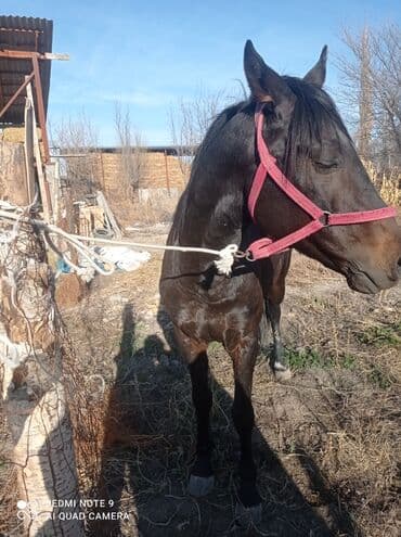 котята в добрые руки: Продаю | Жеребец | Рабочий — 5