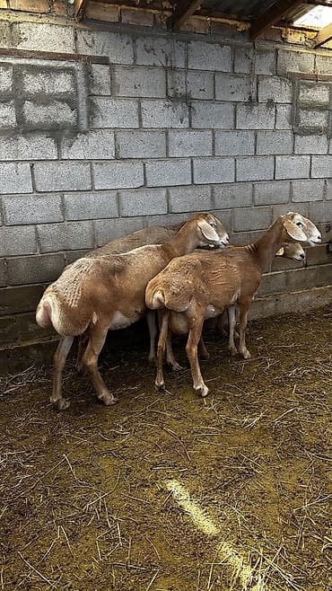 голуби птицы животный: Продаю | Овца (самка) | Для разведения — 6
