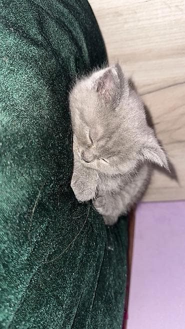 русская белая кошка: Британский короткошёрстный котёнок, окрас голубой (плотный серый) — 1