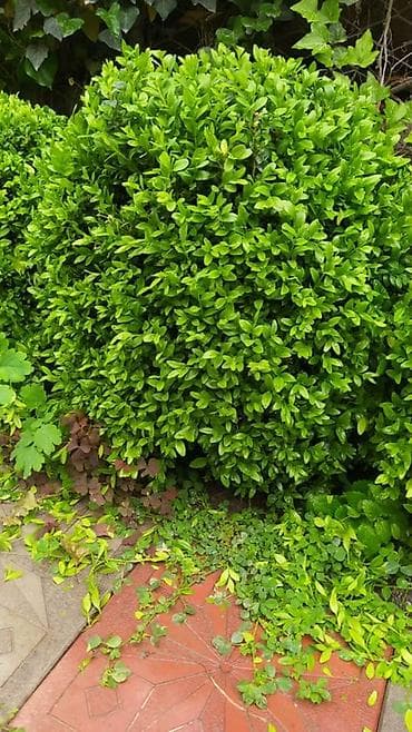 Самшит: Самшит вечнозелёный (Buxus sempervirens), сформированные шаровидные — 3
