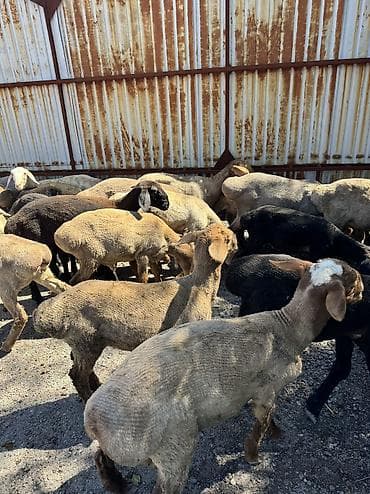 инкубатор умница: Продаю | Овца (самка), Ягненок, Баран (самец) | Гиссарская, Полукровка, Меринос | На забой, Для разведения, Для шерсти | Племенные, Кастрированные, Осеменитель — 3