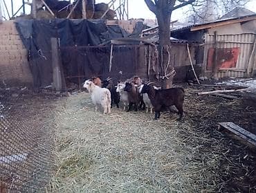 форма животных: Продаю | Коза (самка), Козлёнок | Полукровка, Нубийская | На забой, Для разведения — 2