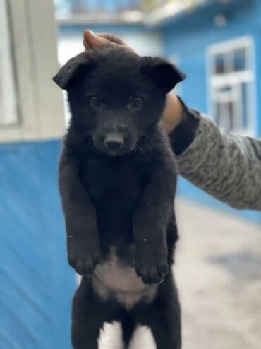 франсуский бульдог: Продаются щенки порода немецкая овчарка, кабель классического окраса — 7