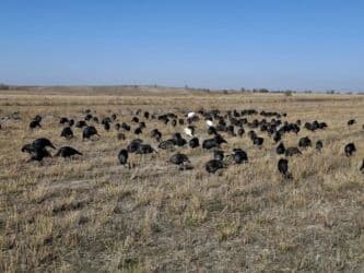 объявления о найденных собаках: Продаю | Индюшка (самка), Индюшата | Черный принц, Северокавказская | На забой | Племенные — 9