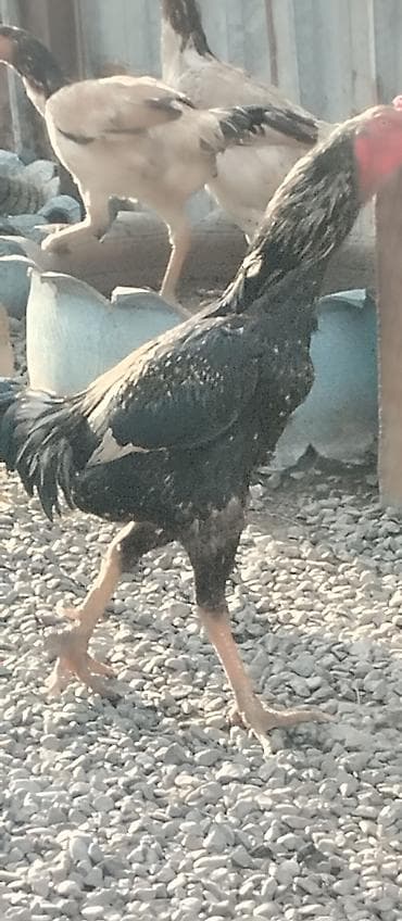 шамо короз: Продаю | Петух | Бойцовая | Для разведения — 1