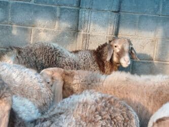 сколько стоит шиншилла маленькая: Продаю | Баран (самец) | Гиссарская, Арашан | На забой — 3