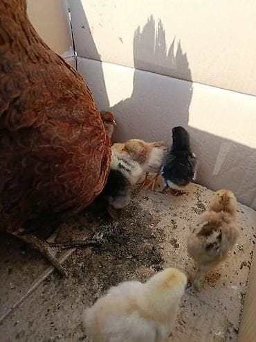 Продаю | Куры | Домашняя | Для разведения — 9
