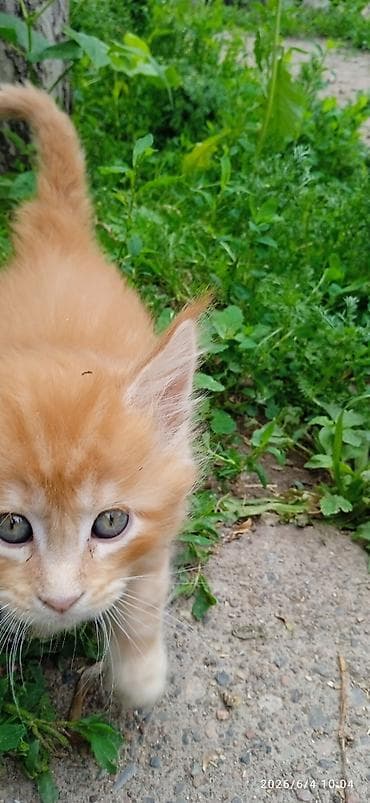 продаю телёнок: Мейн-кун, 2 месяца, Мальчик, Приучена к лотку — 2