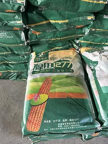 золотые часы бишкек: Кукурузные семена YuanTian 1277 (源田1277) - Производитель: Grandfield — 2