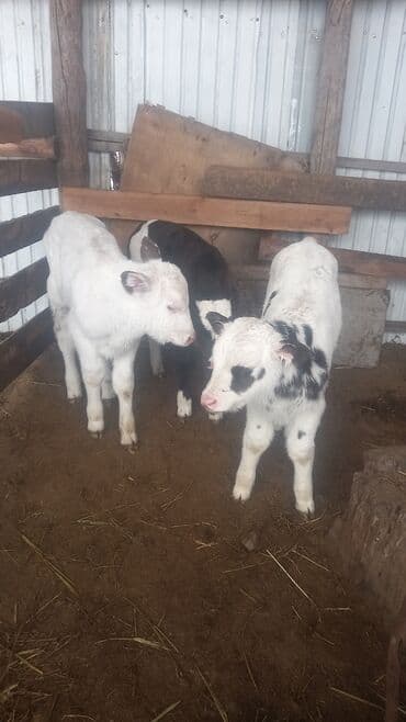 Аквариумы: Продаю | Бык (самец), Музоо, торпок | Голштин | Для молока | Племенные — 5