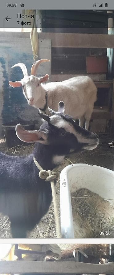 теке козел: Продаю | Коза (самка) | Для разведения — 3