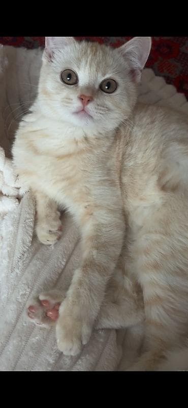 британский короткошерстный кот: Британская короткошёрстная, 6 месяцев, Мальчик, Приучена к лотку — 2