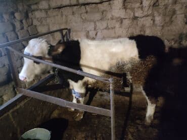 отдам котенка в добрые руки: Сатып алам | Уйлар, букалар | Союуга, этке, Бордоп семиртүү үчүн — 2