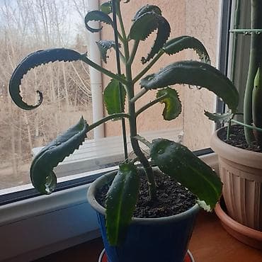 бизнем: Продаю: 1. цветок рео ( кошелек бизнесмена ) не прихотливый. Цветёт — 4