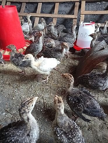 белые утки: Продаю | Индюшата | Бройлерная | На забой — 3
